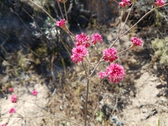 Eriogonum grande rubescens