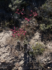 Eriogonum grande rubescens