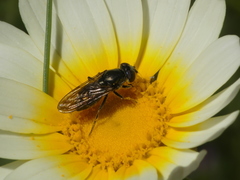 Syrphidae