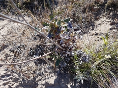 Eriogonum grande rubescens