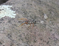 Cryptanura septentrionalis