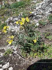 Erysimum crepidifolium