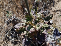 Eriogonum grande rubescens