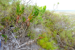 Aloiampelos commixta