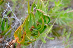 Aloiampelos commixta