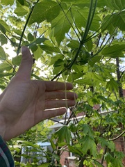 Acer negundo