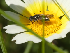 Syrphidae