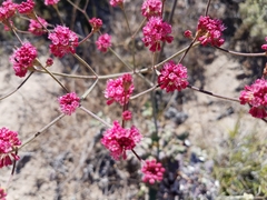 Eriogonum grande rubescens