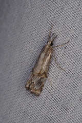 Hednota longipalpella