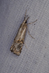 Hednota longipalpella