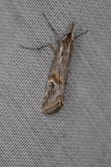 Hednota longipalpella