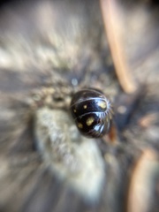 Glomeris tetrasticha