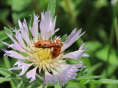 Leptopalpus rostratus