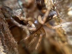 Segestria senoculata