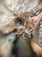 Segestria senoculata