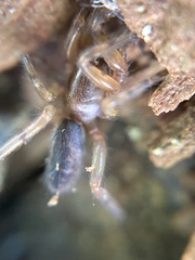 Segestria senoculata