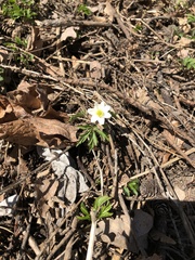 Anemonoides nemorosa