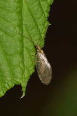 Hemerobius humulinus