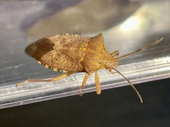 Apoecilus cynicus