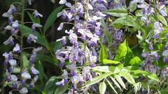 Wisteria floribunda
