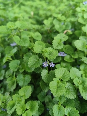 Glechoma hederacea