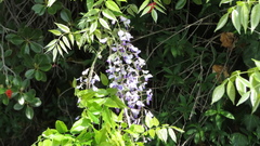 Wisteria floribunda