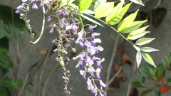 Wisteria floribunda
