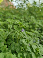 Glechoma hederacea