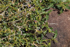 Solanum humile