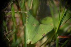 Dactylorhiza maculata
