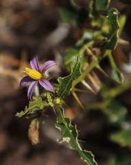 Solanum humile