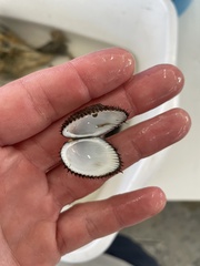 Lunarca ovalis