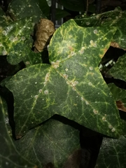 Aspidiotus hedericola