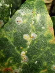 Aspidiotus hedericola