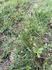 Eleocharis tuberculosa