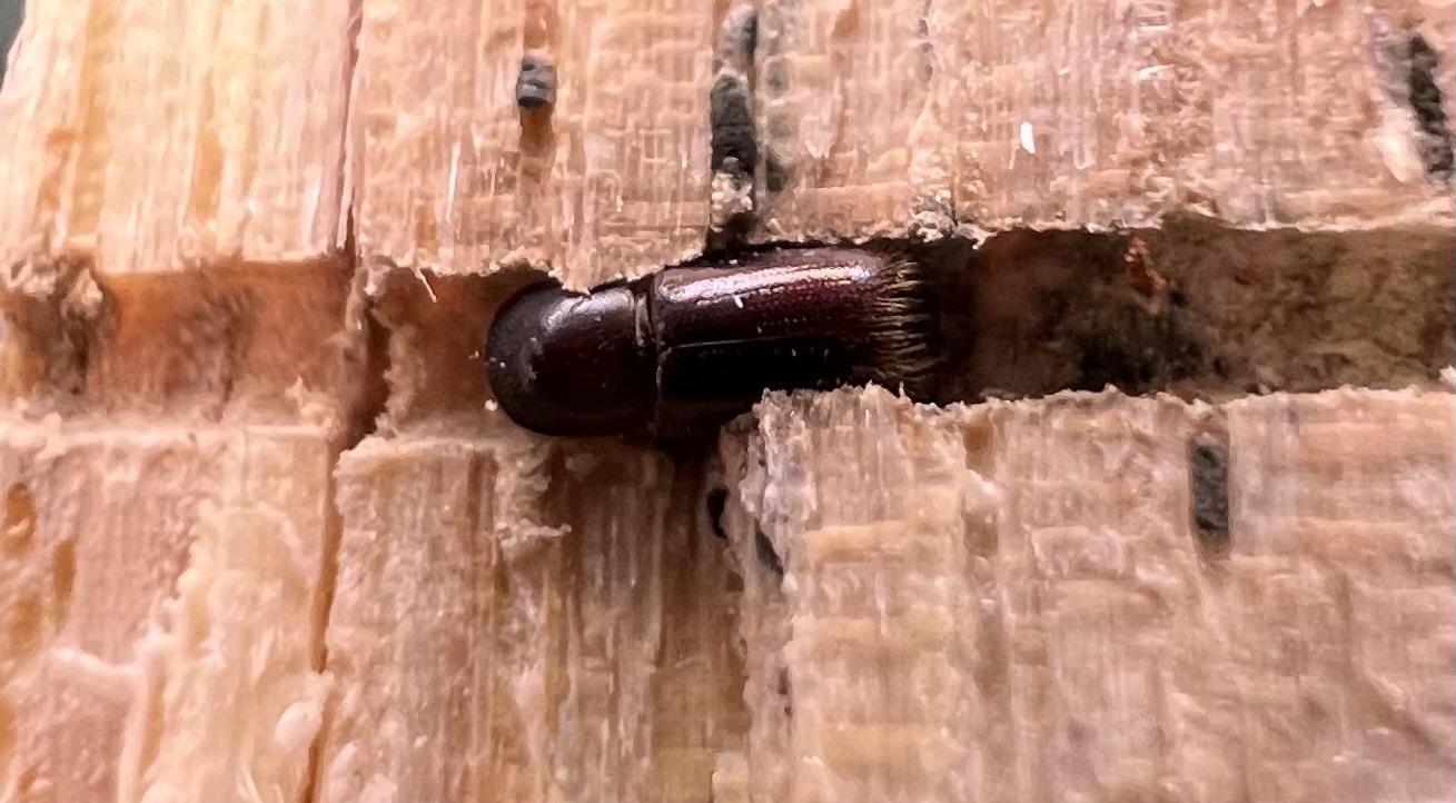 Cyclorhipidion bodoanum