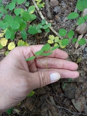 Thalictrum thalictroides