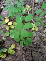Thalictrum thalictroides