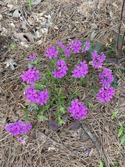 Phlox amoena