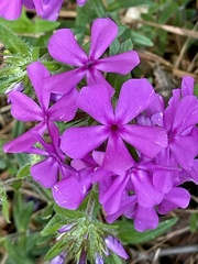 Phlox amoena
