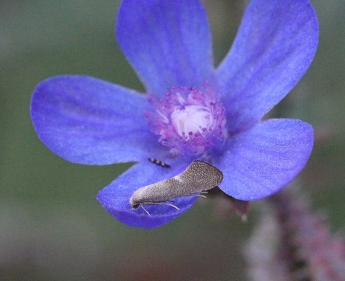 Tinagma anchusella