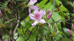 Rhododendron macrosepalum