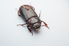 Aegus subnitidus