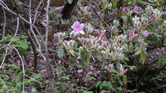 Rhododendron macrosepalum