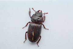 Aegus subnitidus