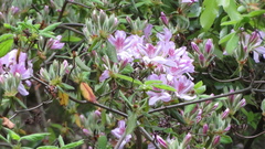 Rhododendron macrosepalum