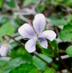 Viola formosana