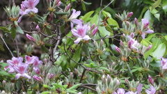 Rhododendron macrosepalum