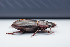 Aegus subnitidus