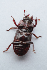 Aegus subnitidus